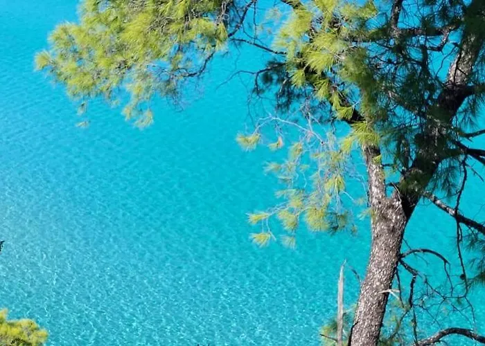 Tivoli Palms *